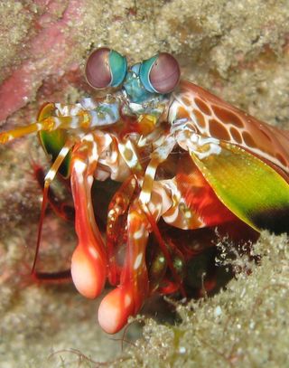 The peacock mantis shrimp