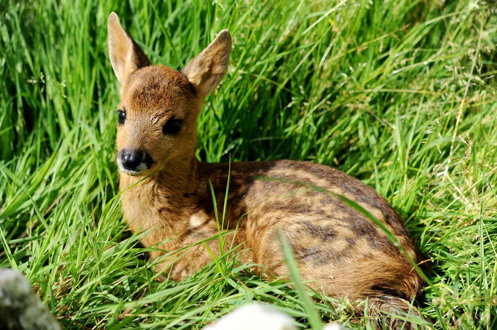 A fawn.