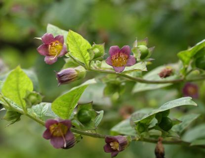 Deadly nightshade, poisonous plant