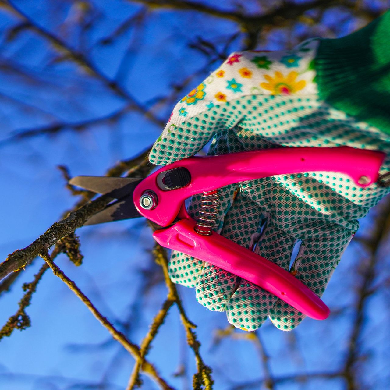 Pruner. Cut branch use branch cutter. Cutting branches on apple tree use Garden pruning shears. Spring trimming tree branch in garden. Pruning tree with clippers on backyard. Pruning tools. Cutter