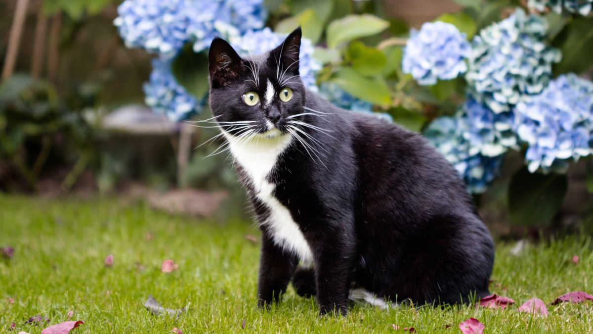 Black and white cat in garden