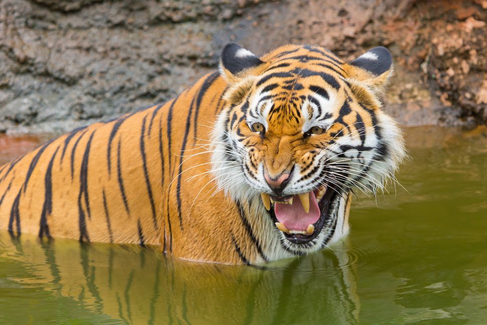 Tigers: The Largest Cats in the World | Live Science