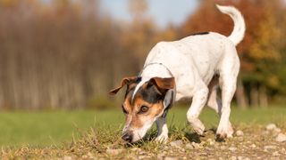 terrier sniffing a scent trail