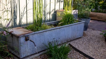 rectangular micropond in galvanised cattle trough with planting