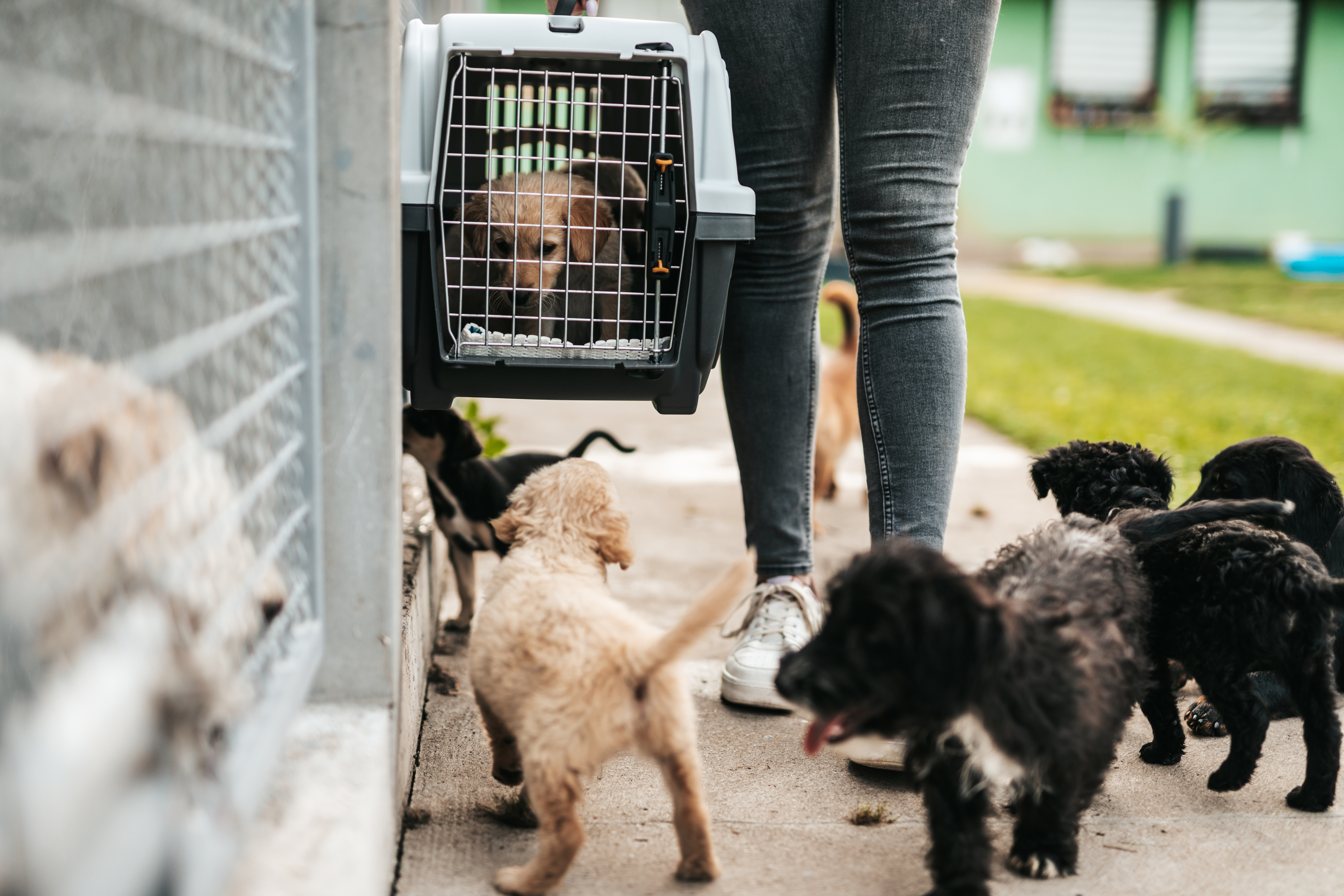 Puppy in travel crate and puppies in animal shelter