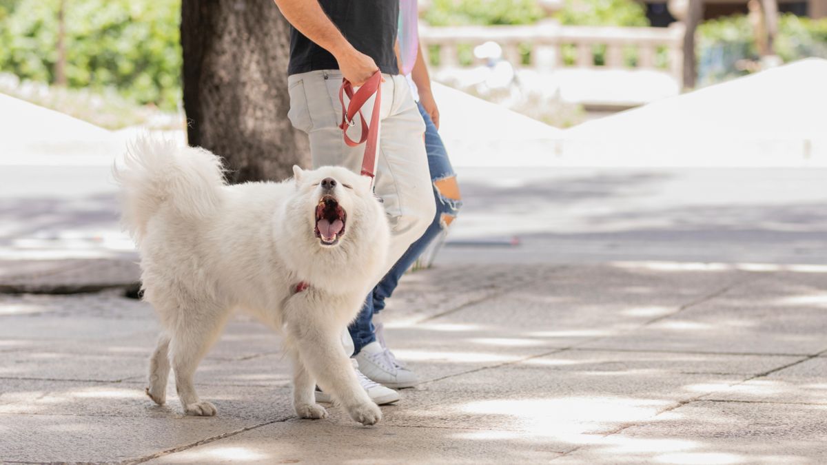 Dog barking on walk