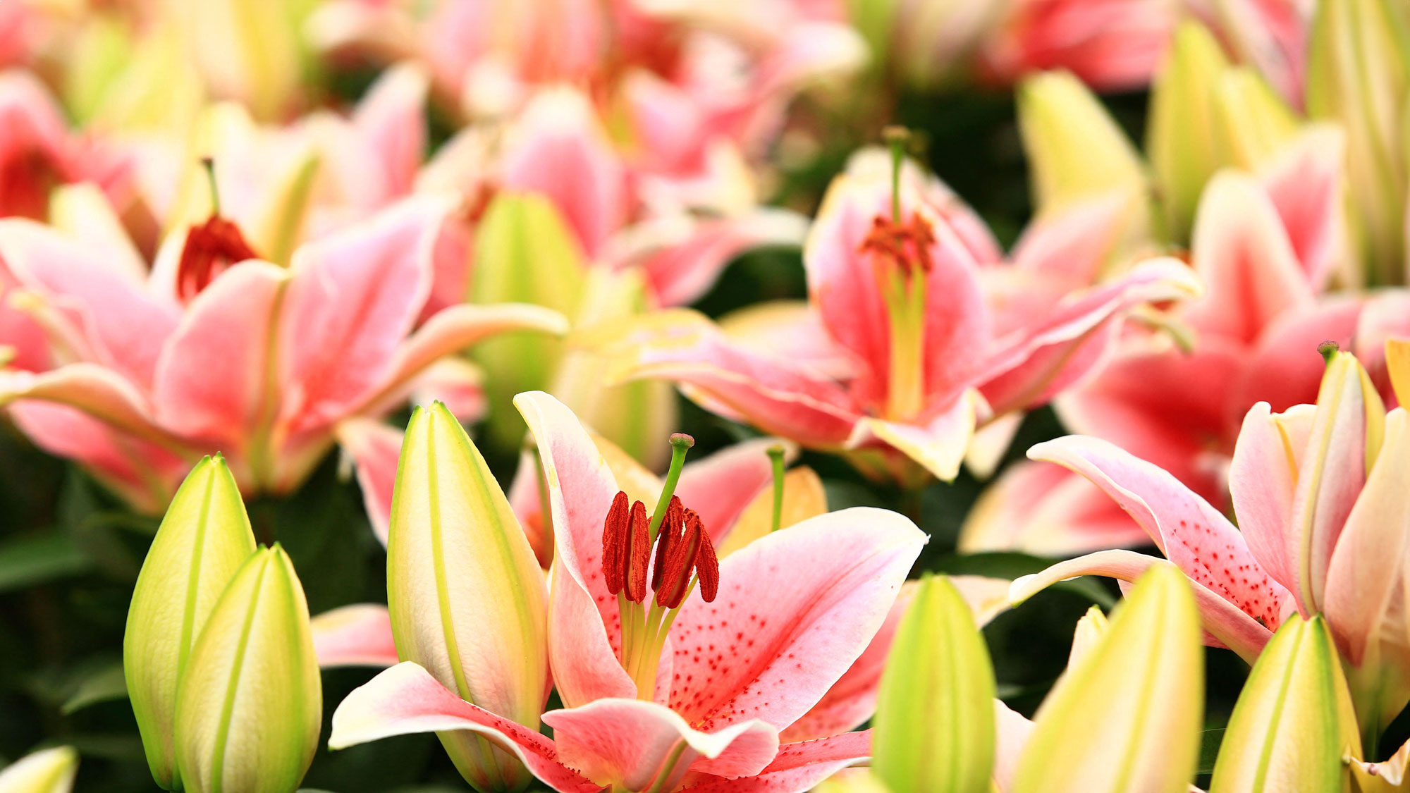 peach and gold flowering Oriental lilies