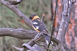 Black-headed Grosbeak