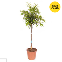 Yougarden Citrus Fruit Tree 6L Pot |was £36.00now£32.00 at Wilko