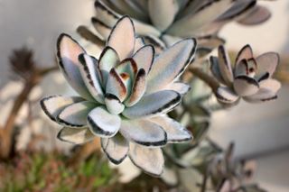 A close-up of a panda plant