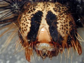gypsy moth, gypsy moth caterpillar, virus, viral infection, zombie insect, baculovirus, 