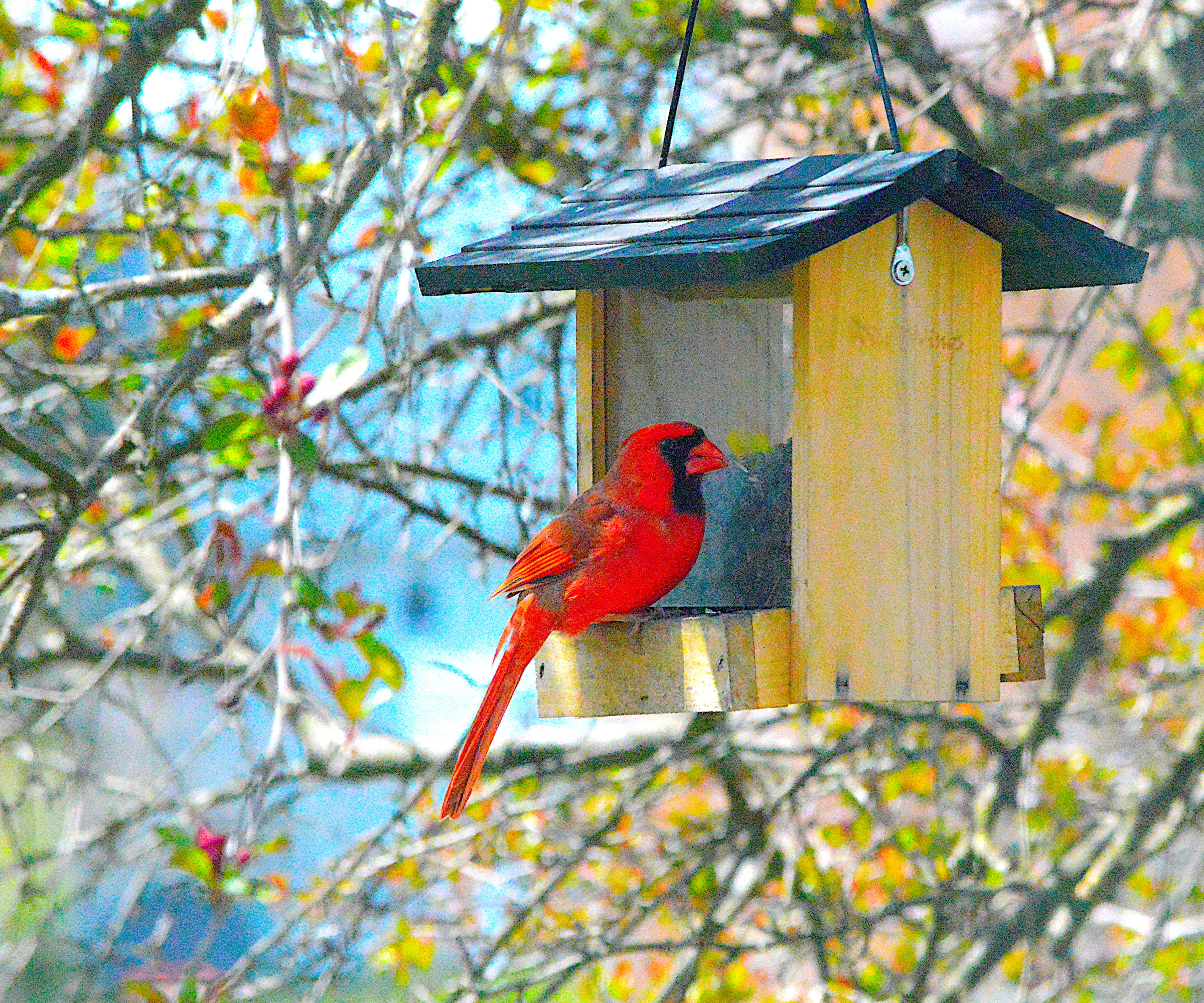Bird feeder, Northern Cardinal