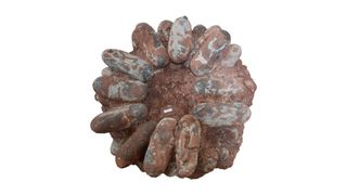 Oviraptorid nest of eggs.