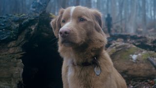 Indy the dog in Good Boy