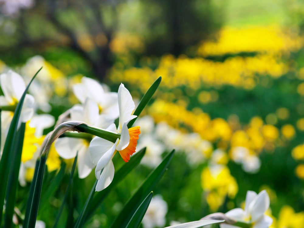 Seasonal spring food