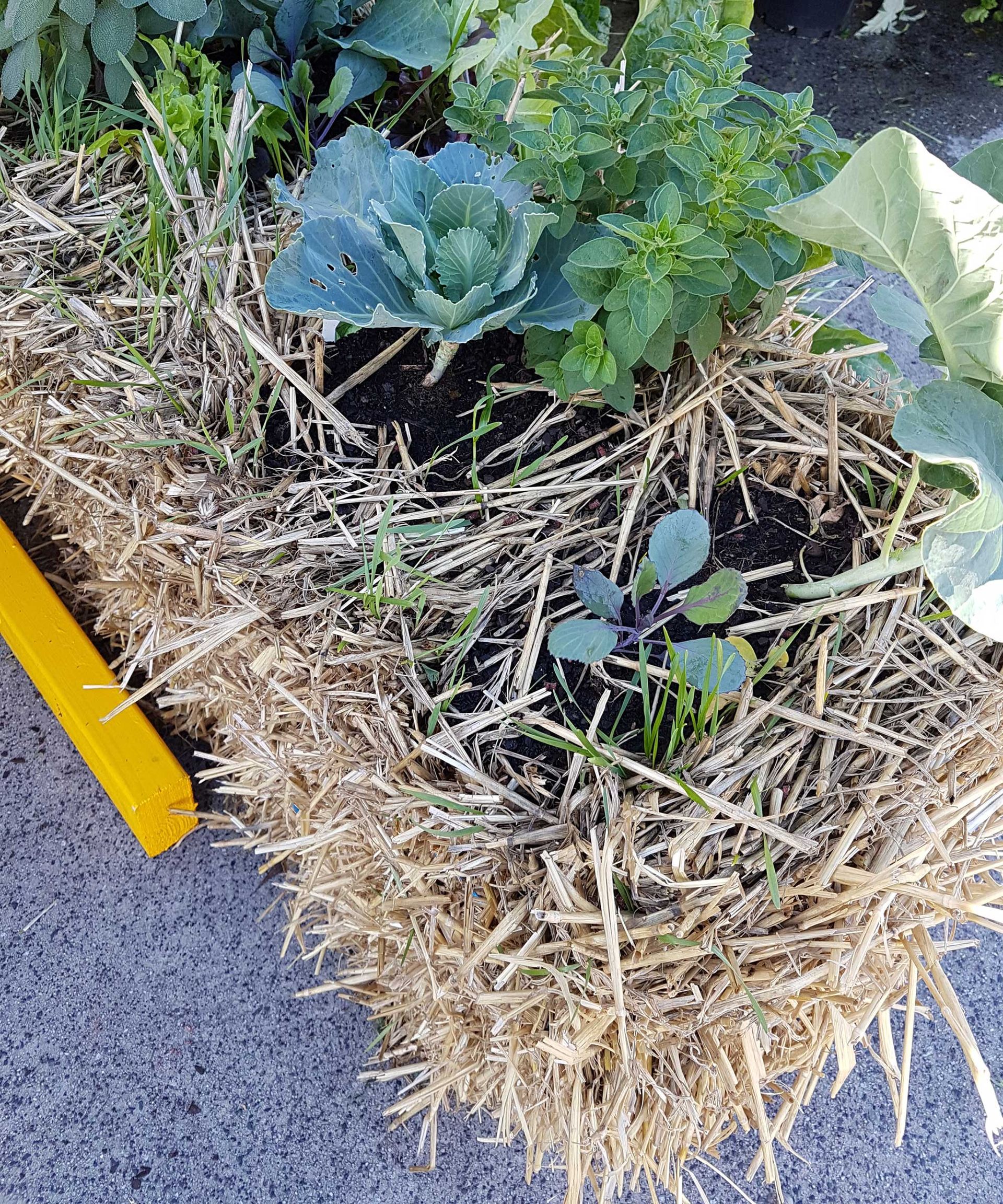 vegetables growing in straw bale