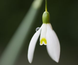 Galathus 'Blonde Inge' with white petals and a yellow marking