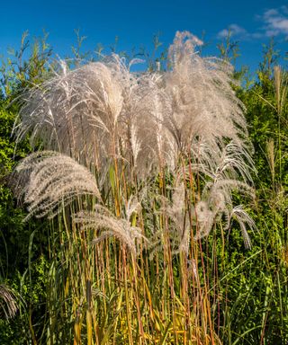 Clump of giant miscanthus grass