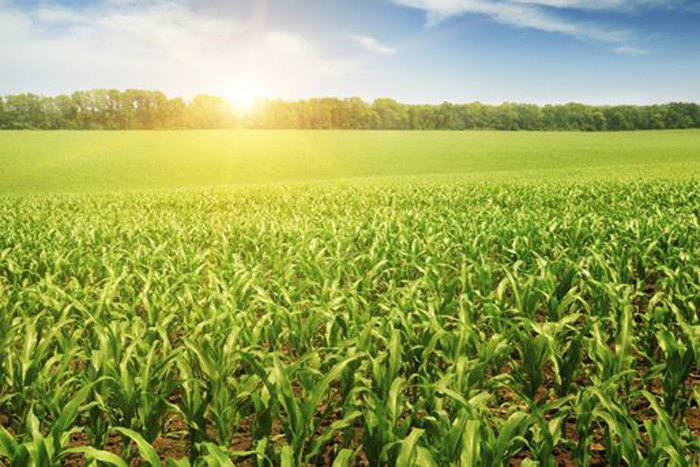 Feeding and fueling the world