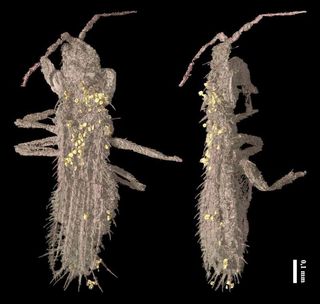 A synchrotron X-ray image of the specimen of Gymnospollisthrips minor, showing the pollen grains (yellow) covering its body.