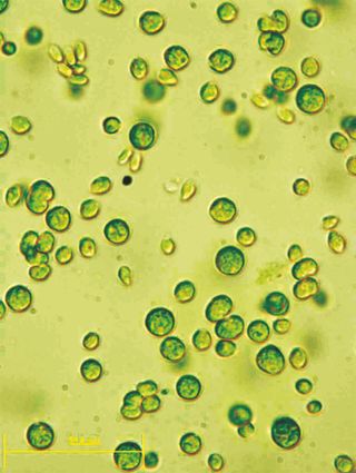 The green algae Chlamydomonas reinhardtii.