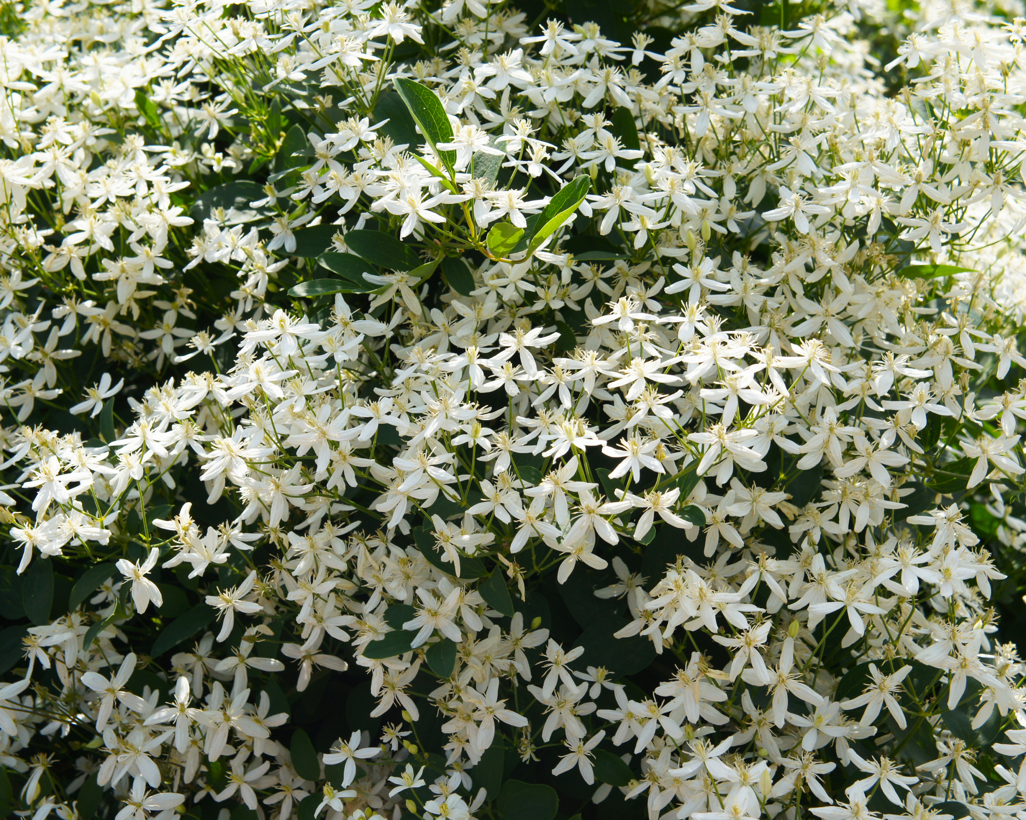 sweet autumn clematis covered in blooms