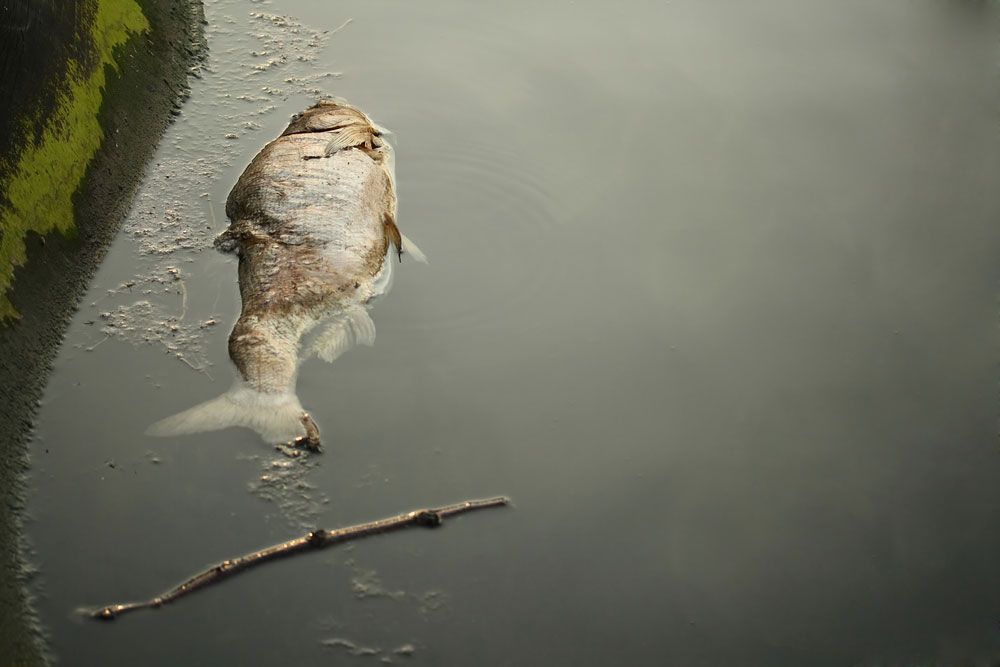 dead fish in water