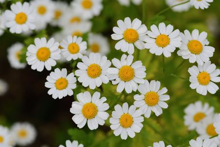 Feverfew