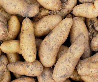 A harvest of Ratte maincrop potatoes