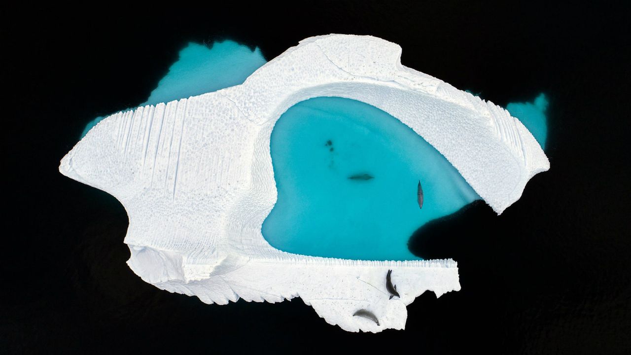 Wildlife Photographer of the Year winners