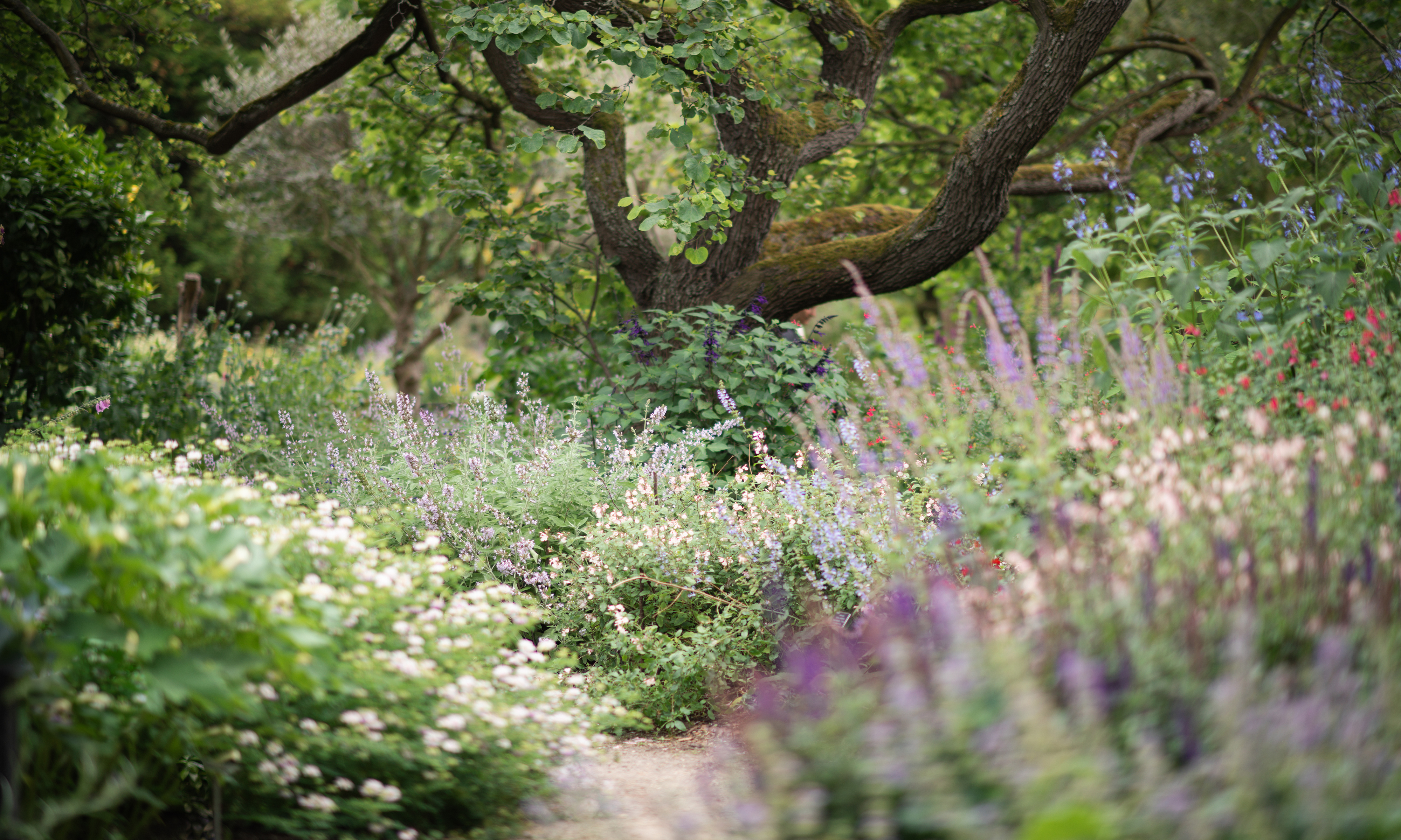 Trees and perennial plants at Chelsea Physic Garden