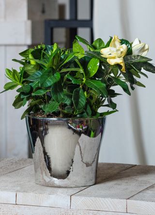 Gardenia plant in a silver metal pot on a dining table