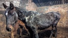 Horses-found-in-one-of-the-buildings-pic-credit-RSPCA.jpeg