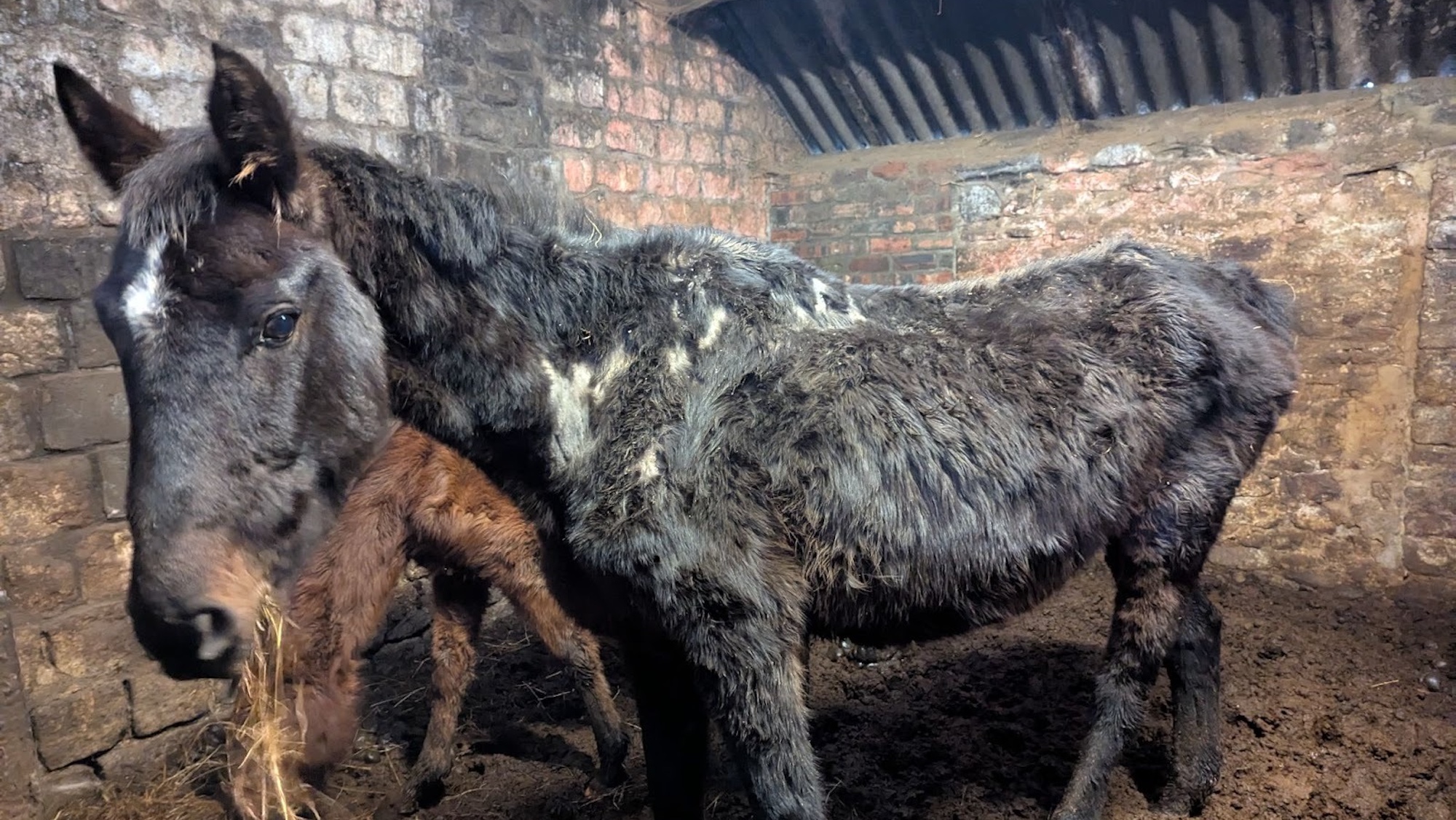 Horses-found-in-one-of-the-buildings-pic-credit-RSPCA.jpeg
