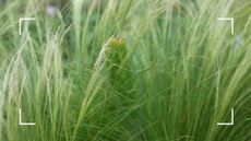 picture of stipa grass growing in garden with knots in it
