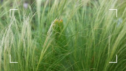 picture of stipa grass growing in garden with knots in it