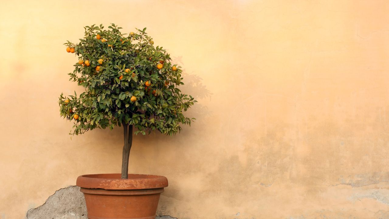 Orange tree in terracotta pot