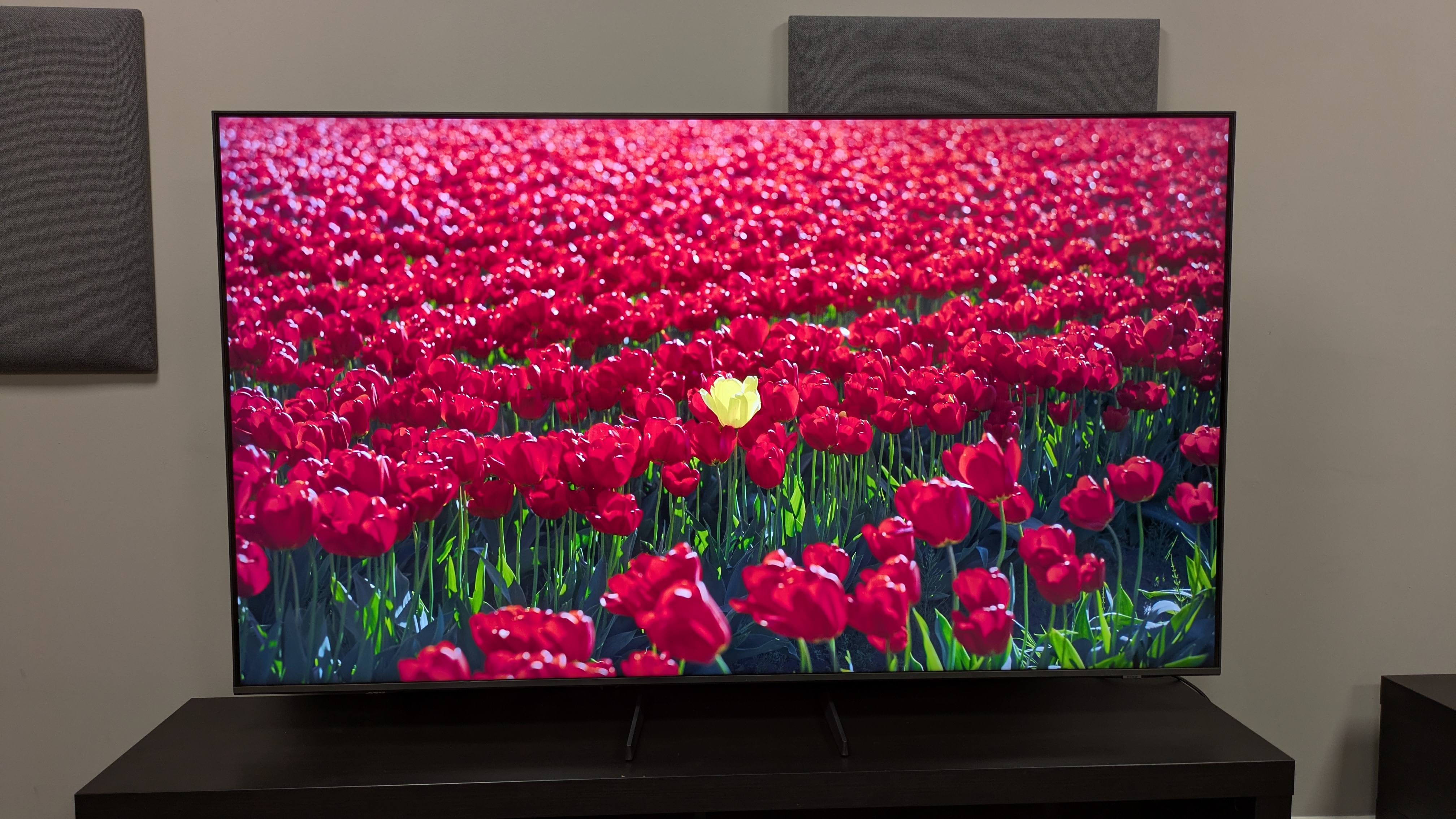 Samsung Q8F with field of red flowers on screen
