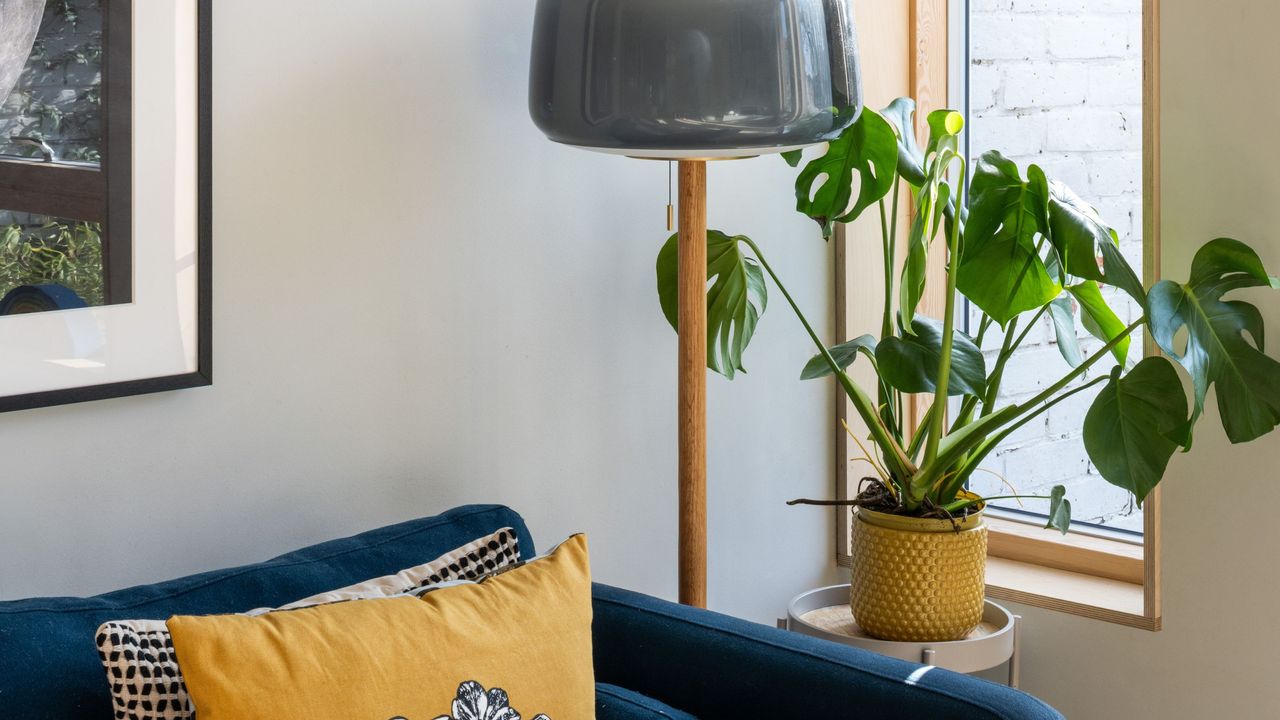 A monstera by a large window in a living room with a lamp next to it and a navy blue sofa with cushions on top. 