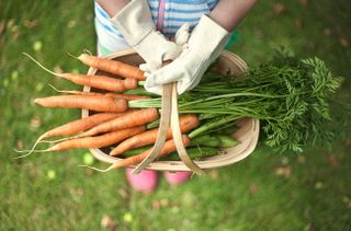 grow your own carrots