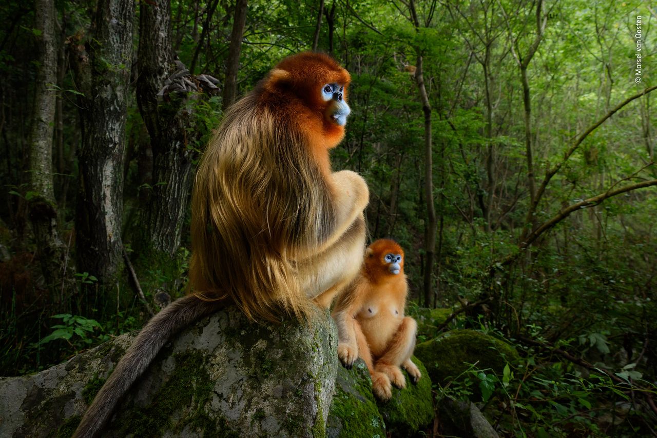The Golden Couple &copy; Marsel van Oosten &ndash; Wildlife Photographer of the Year