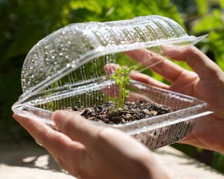 DIY humidity dome using plastic container from grocery store