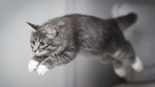 blue tabby jumping through the air