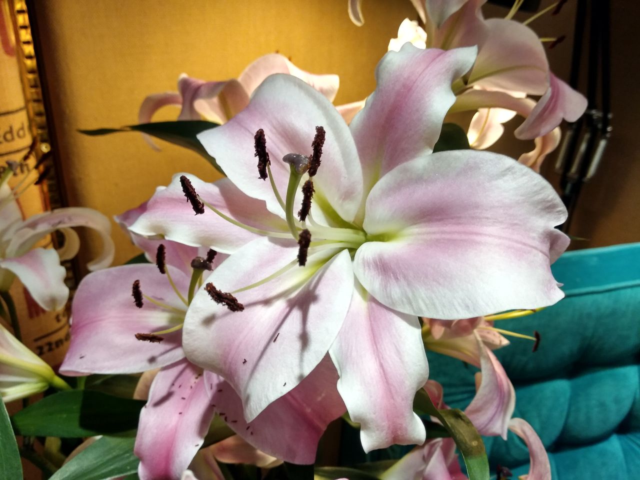 5. Here's another example of the Axon 7 Mini doing really well with close-up, well lit shots.