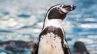 When penguins are pooping, you'd better stand back.