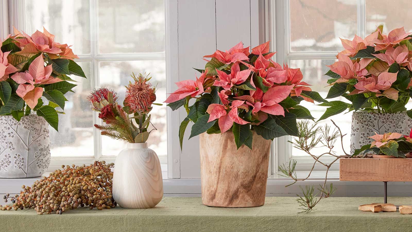 The Ultimate Poinsettia Care Guide: How to Keep These Joyful Plants Thriving for the Holidays and Beyond