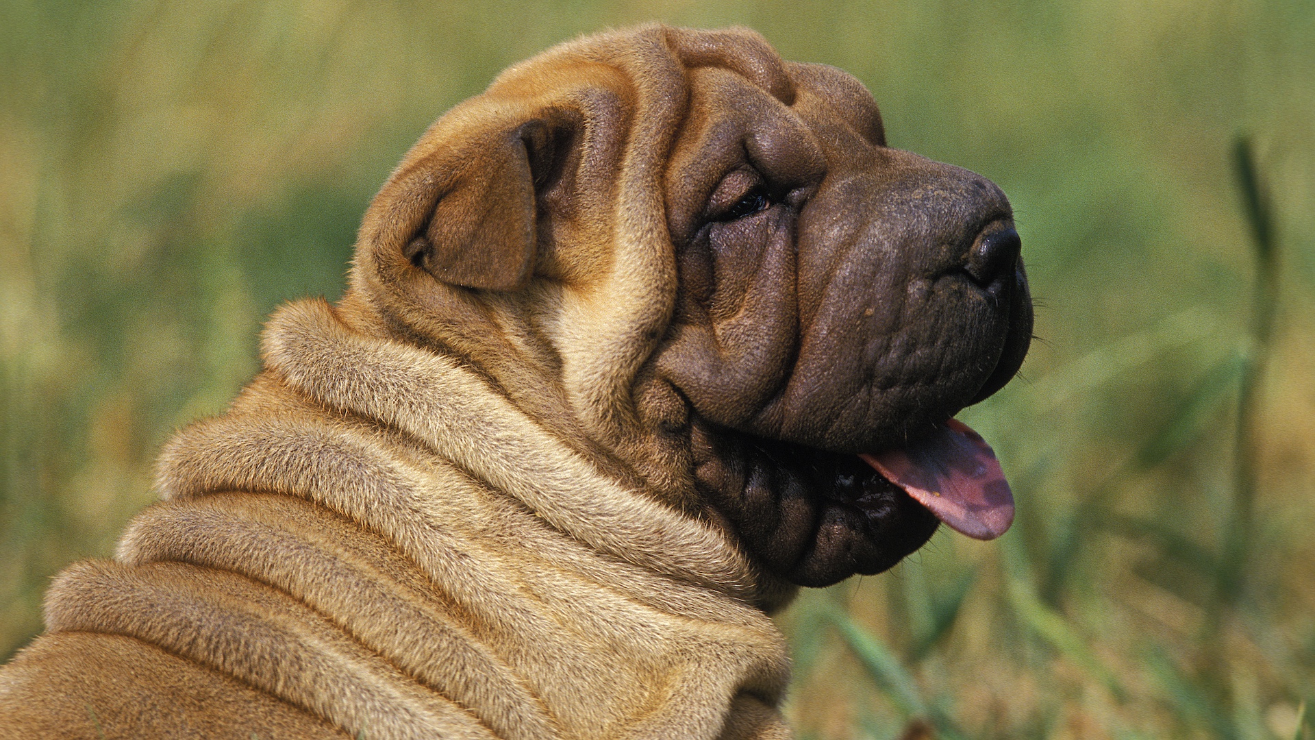 Shar pei dog profile