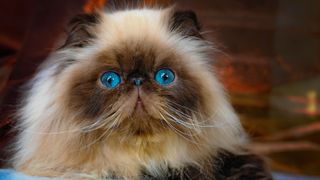 Popular cat breeds