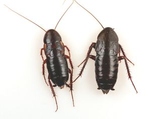 Both Turkestan (left) and oriental cockroaches are commonly called water bugs, and the females (shown here) look similar to each other.