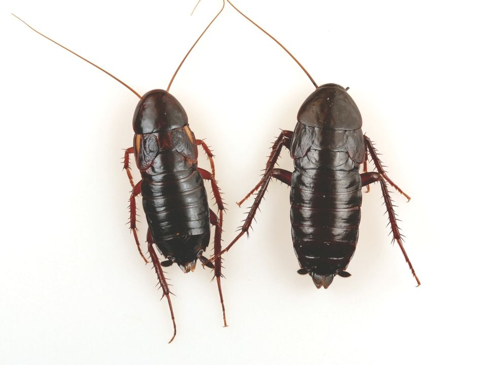 New Cockroach Species Replacing Oriental Roach in Southwest US Live